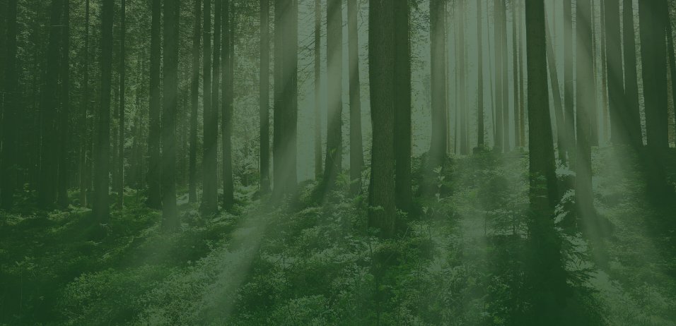 Swiss Forest - Environmental Commitment
